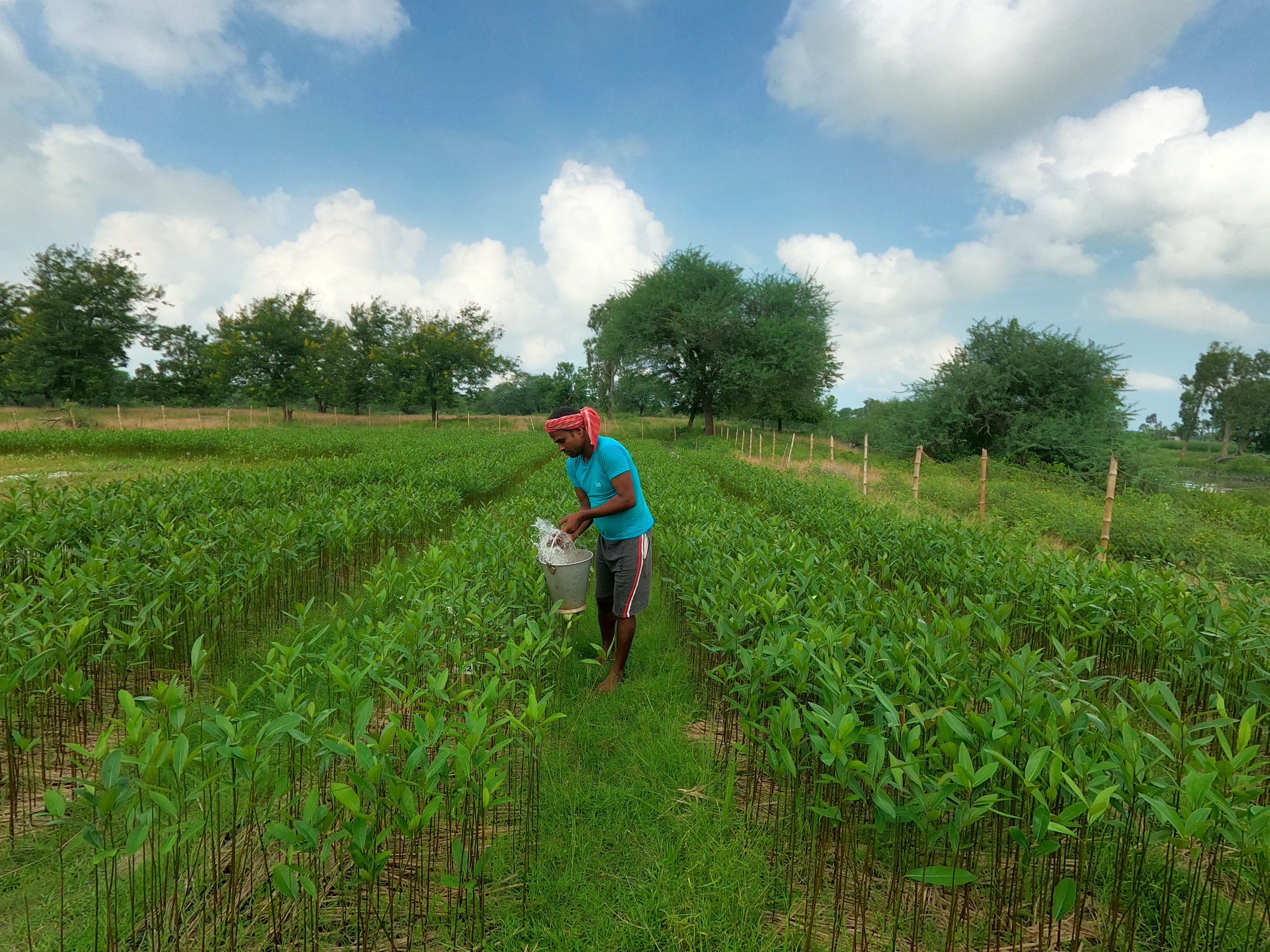 /Magazine/2022/November/thumbnail/Rituals is on it's way to planting 5 million tree - The tallest saplings.JPG